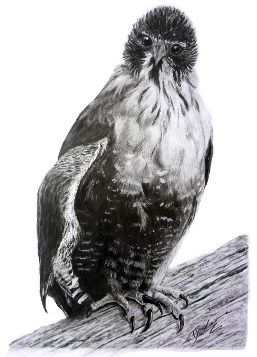 Japanese Mountain Hawk Eagle commission