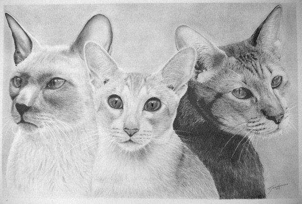 Three much love cats commissioned for a relative in the UK