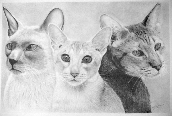 Three_Cats.jpg