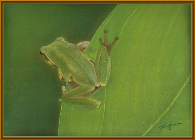 greentreefrogframed